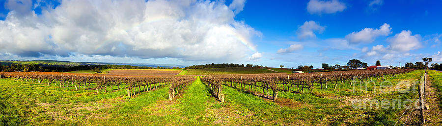 Mclaren Flat Vineyards Photograph