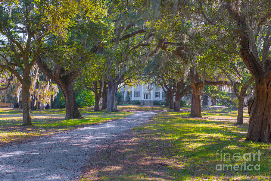 McLeod Plantation Photograph by Dale Powell