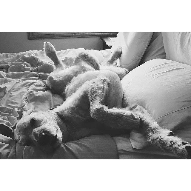 Dog Photograph - #mcm To Mr. Mac. Such A Goofball. #love by Caiden Pietrowski