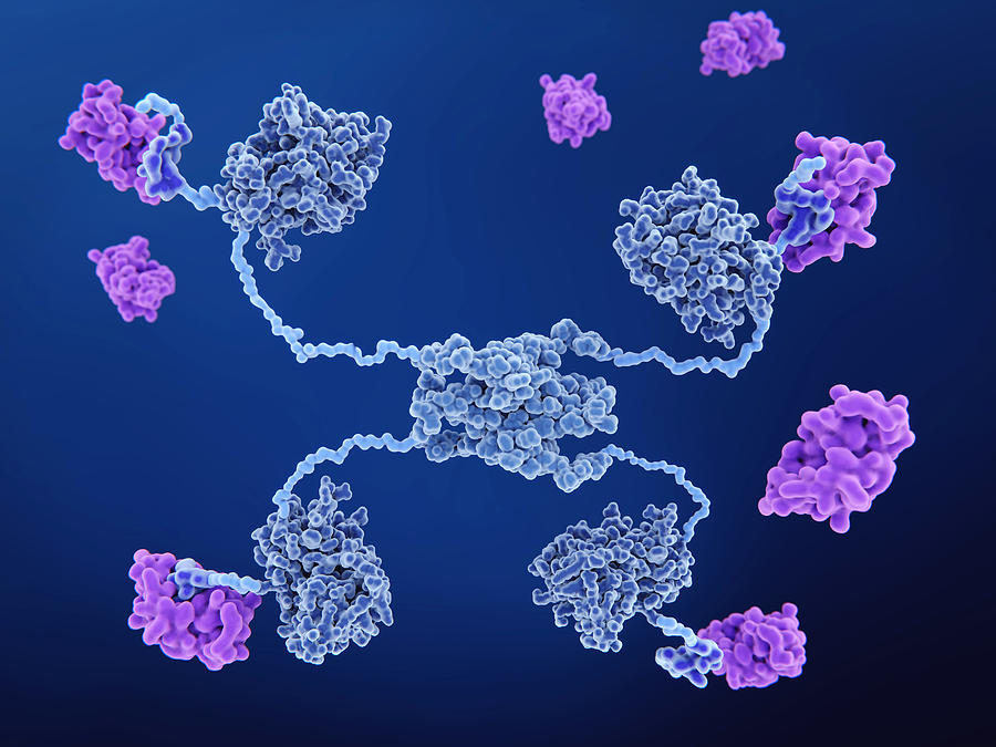 Mdm2 Proteins Binding To The P53 Tumor Photograph by Juan Gaertner