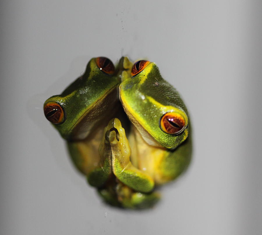 Frog Photograph - Me and Him by Debbie Howden