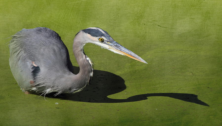 Heron Photograph - Me and My Shadow by Angie Vogel