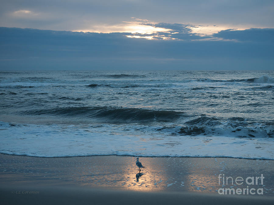 Seagull Photograph - Early Bird by Carol Lynn Coronios