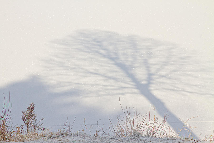 Me and My Shadow Photograph by James BO Insogna