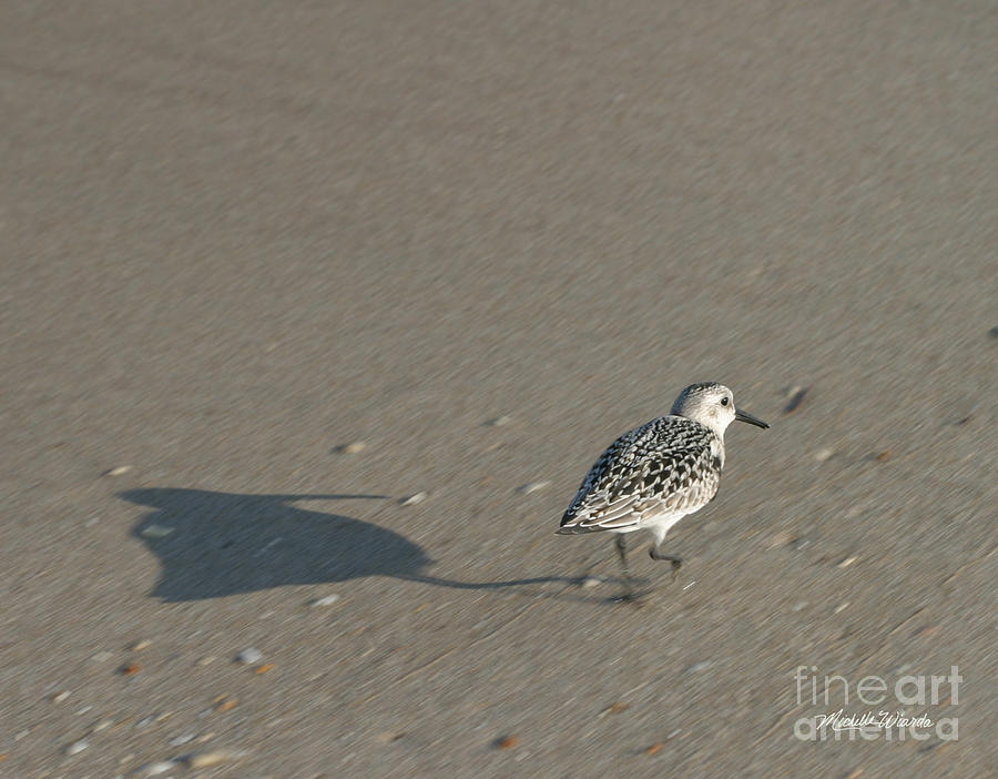 Sandpiper Photograph - Me and My Shadow by Michelle Constantine