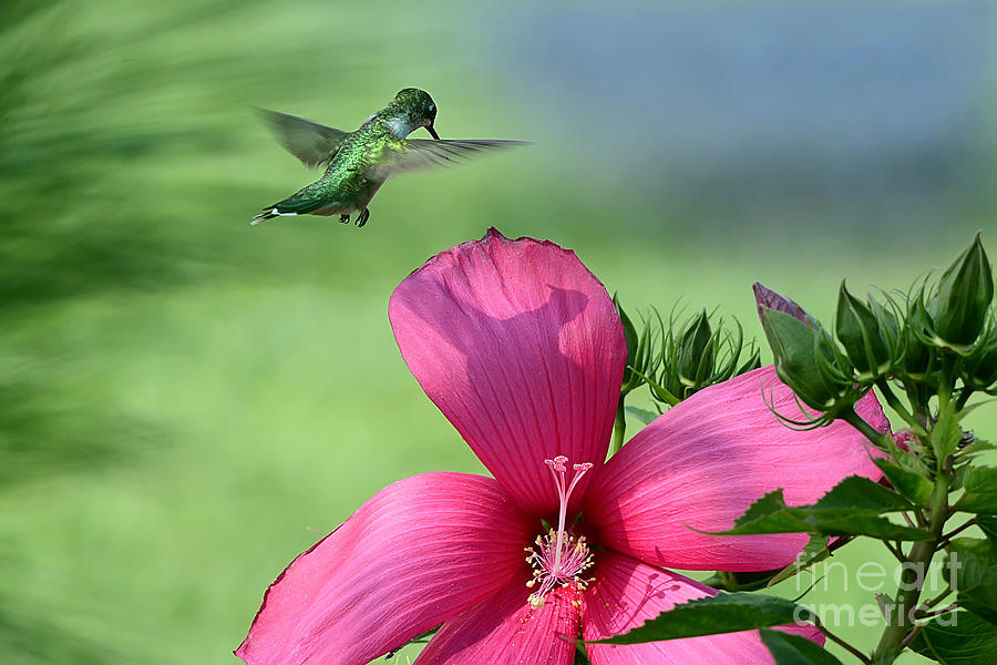 Hummingbird Photograph - Me and My Shadow by Nava Thompson