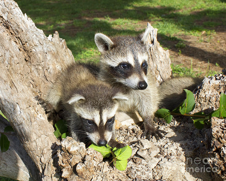 Raccoon Photograph - Me and My Sister by TN Fairey