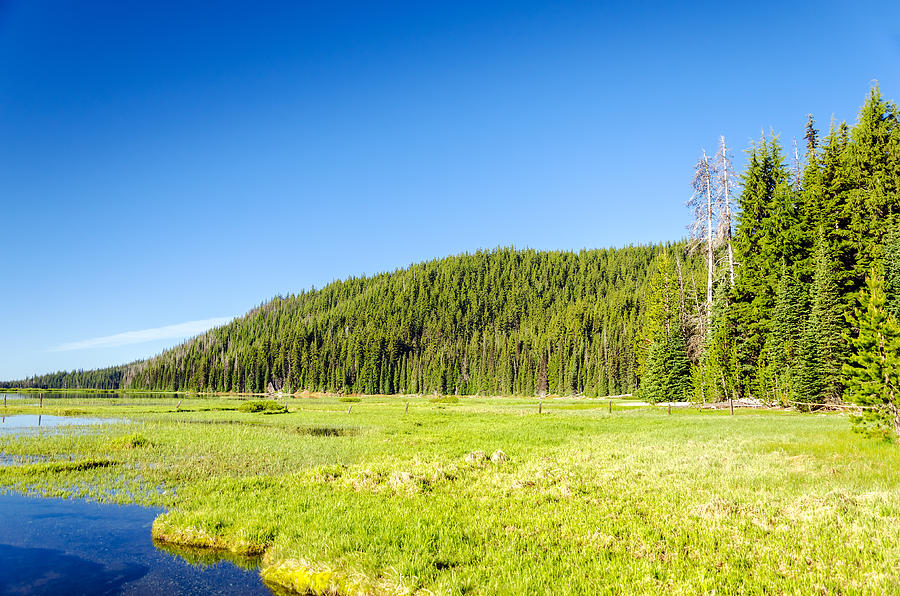 Meadow And Forest Photograph
