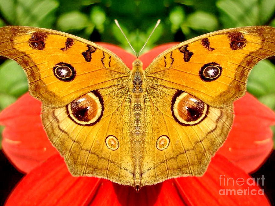Butterfly Photograph - Meadow Argus Butterfly by Irfan Gillani