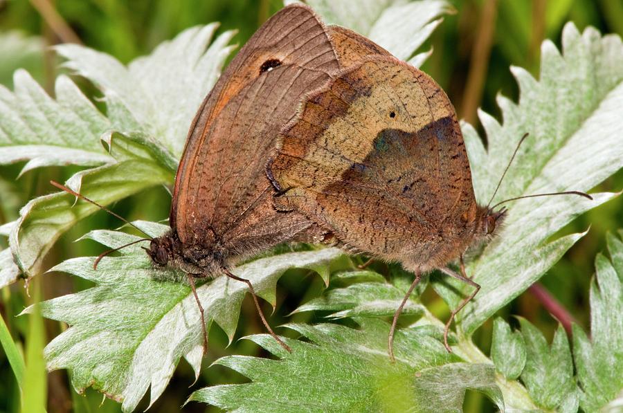 Meadow Brown Butterflies Mating Photograph by Dr. John Brackenbury/science Photo Library