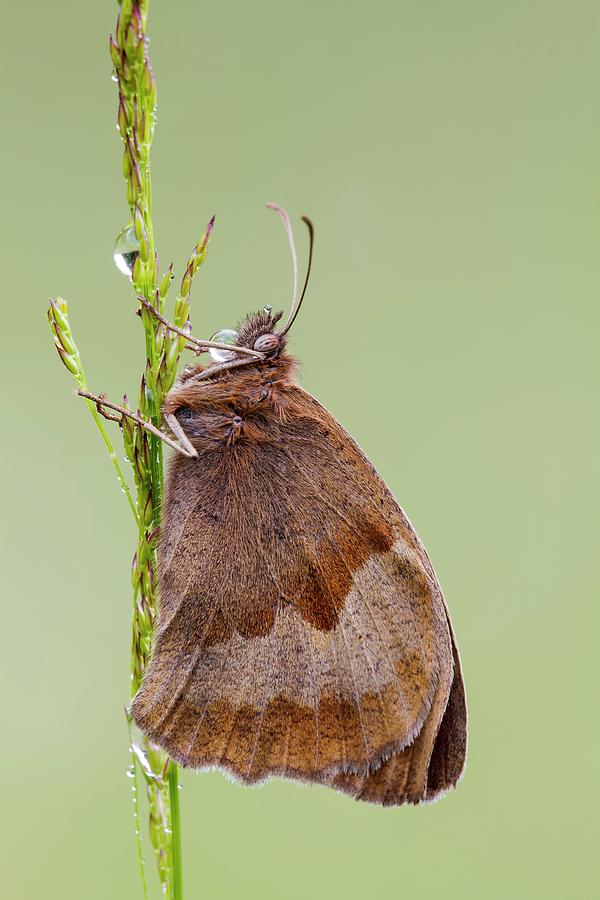 Butterfly Photograph - Meadow Brown Butterfly by Heath Mcdonald