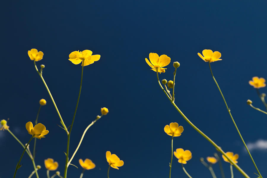 Flower Photograph - Meadow buttercup embracing the sky by Cristina-Velina Ion