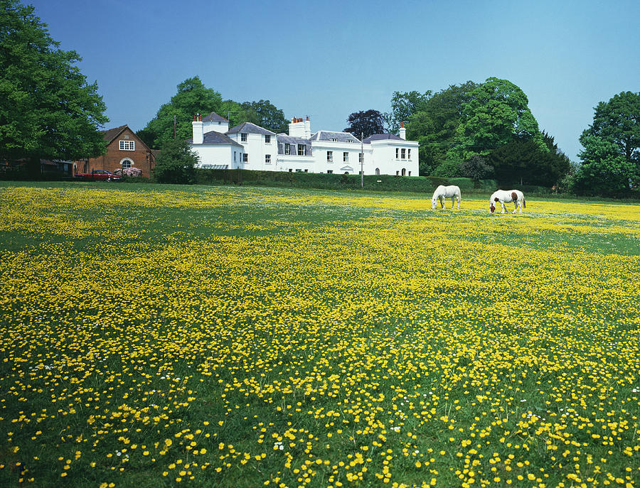 Meadow Buttercups Photograph by Andy Williams/science Photo Library