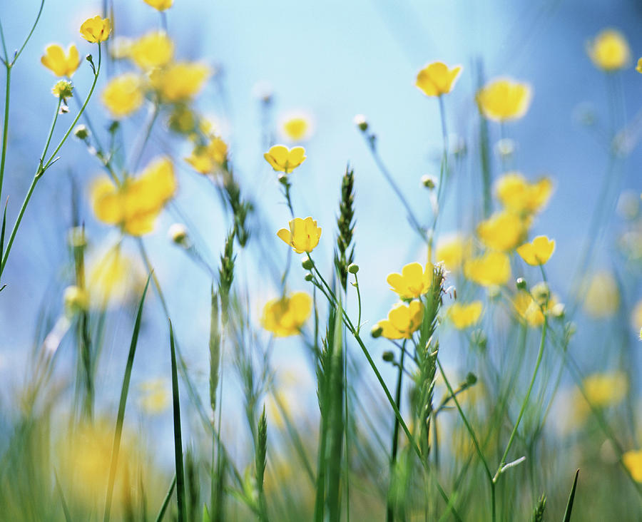 Meadow Buttercups Photograph by Simon Fraser/science Photo Library