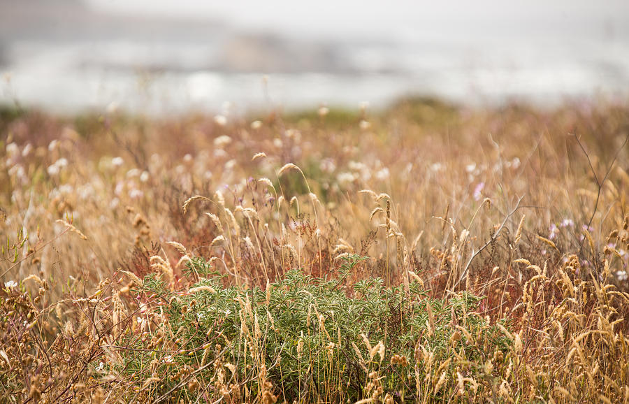 Meadow by the Ocean Photograph by Melinda Dreyer