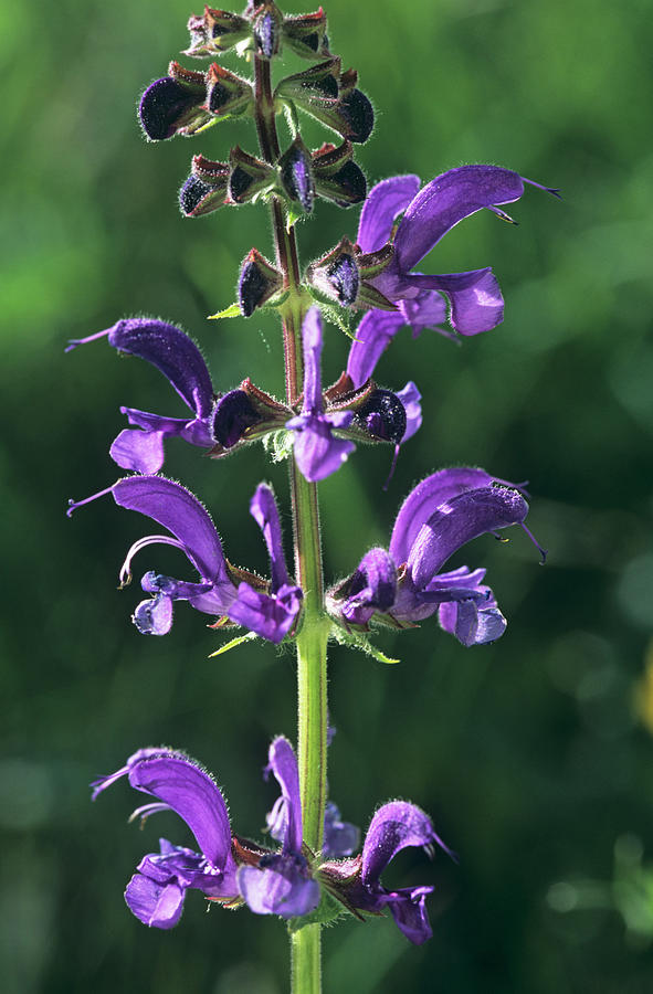 Meadow Clary Flowers (salvia Pratensis) Photograph by Bob Gibbons/science Photo Library