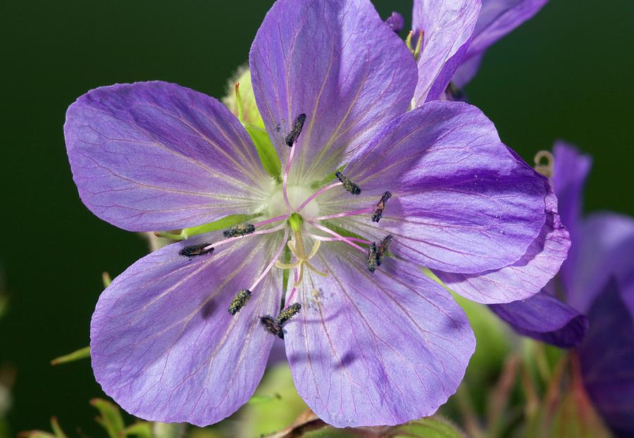 Meadow Cranesbill (geranium Pratense) Photograph by Bob Gibbons/science Photo Library