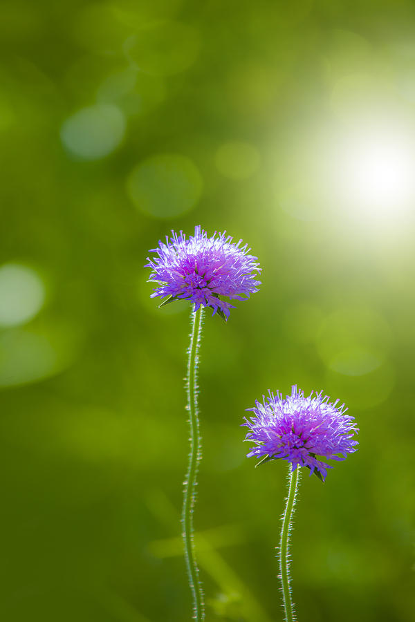 Nature Photograph - Meadow flower by Martin Joyful