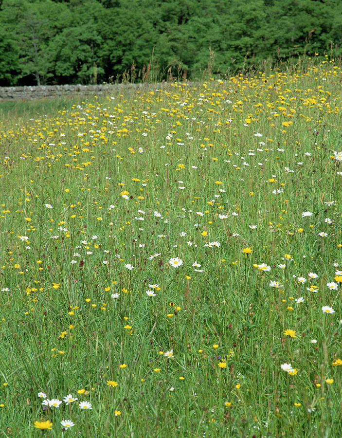 Meadow Flowers Photograph by Simon Fraser/science Photo Library