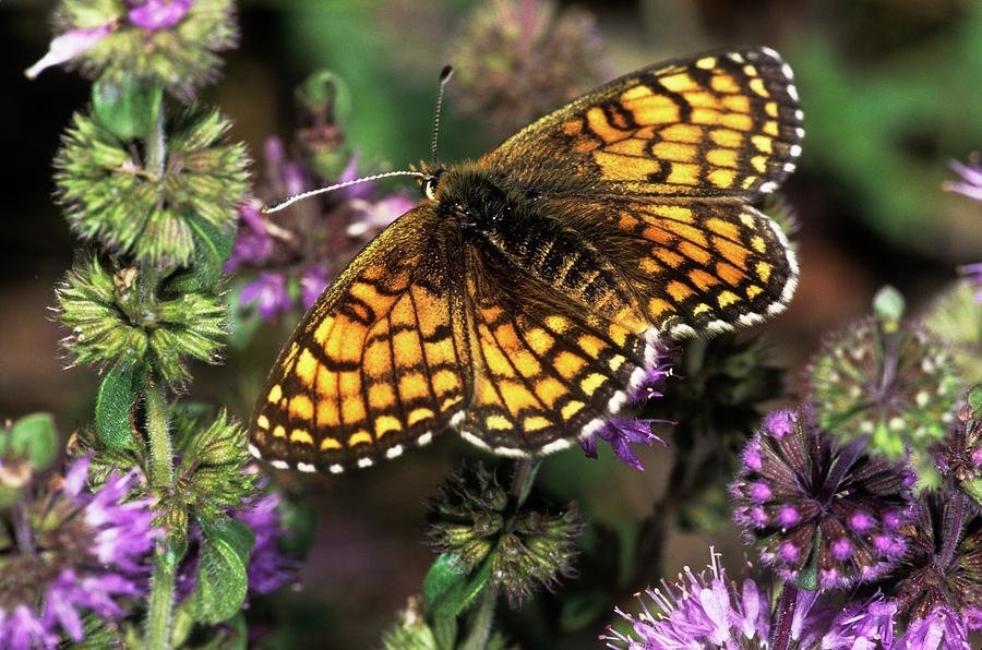 Meadow Fritillary Butterfly Photograph by M F Merlet/science Photo Library