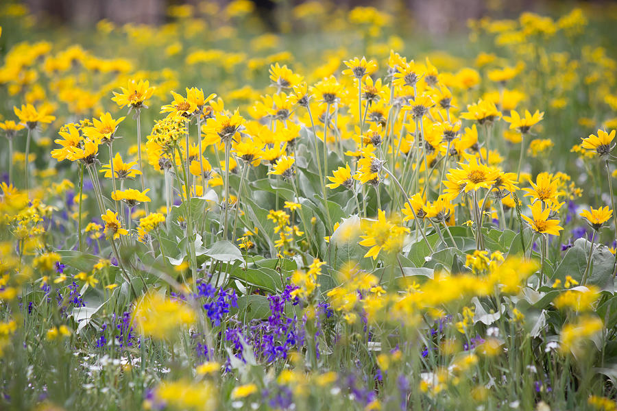 Meadow Gold - Wildflowers - Casper Mountain - Casper Wyoming Photograph by Diane Mintle