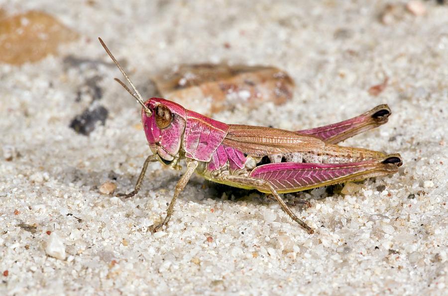Wildlife Photograph - Meadow Grasshopper by Bob Gibbons