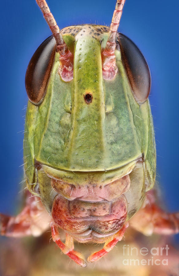 Grasshopper Photograph - Meadow Grasshopper by Matthias Lenke