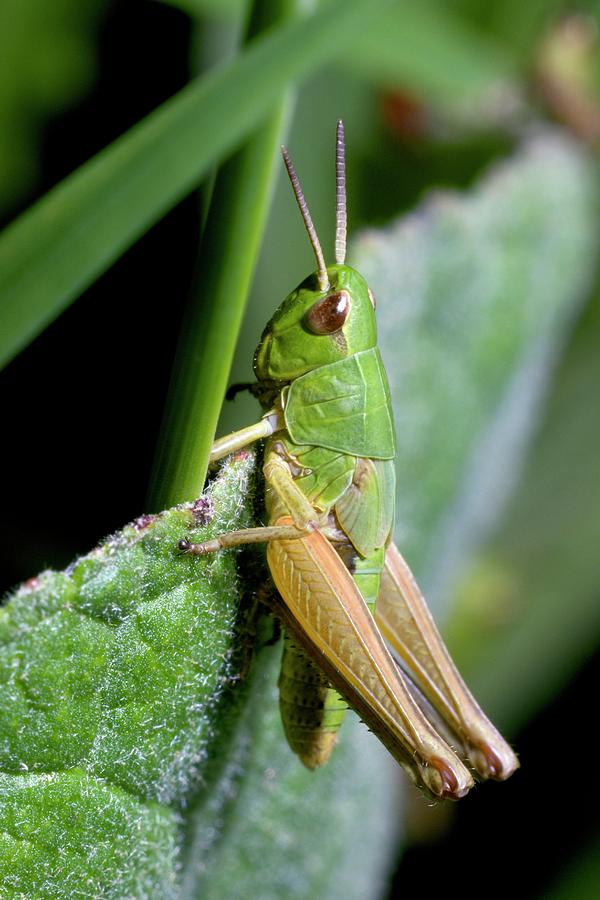 Meadow Grasshopper Photograph by Sinclair Stammers/science Photo Library