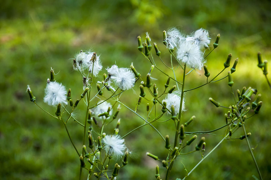 Flower Photograph - Meadow Hawkweed seeds by Flees Photos