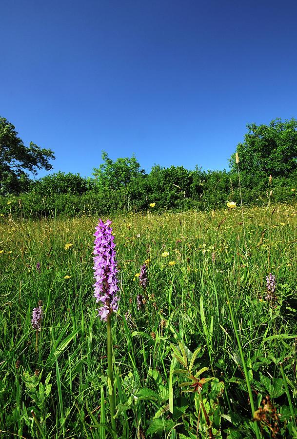 Meadow In Flower Photograph by Colin Varndell/science Photo Library