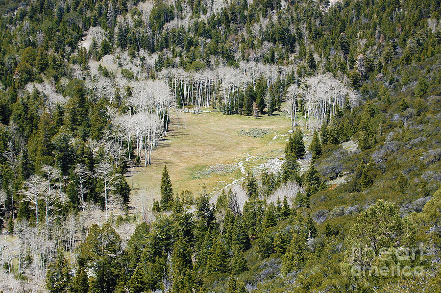 Meadow in Great Basin National Park Photograph by Debra Thompson