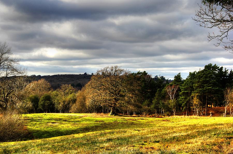 Meadow Photograph - Meadow in the New Forest by Peggy Berger Meadow Photograph - Meadow in the New Forest by Peggy Berger
