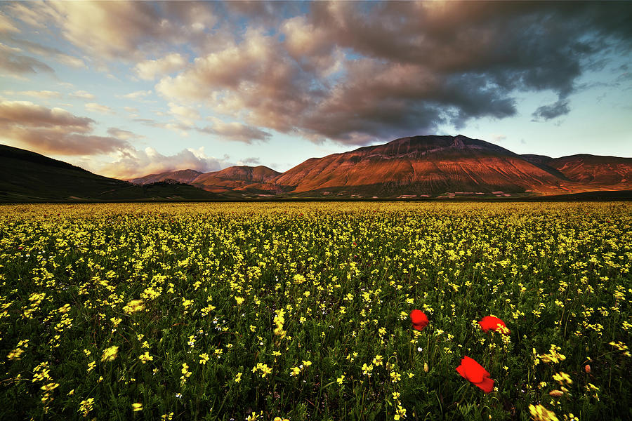 Meadow Photograph by Manuelo Bececco Global Nature Photographer