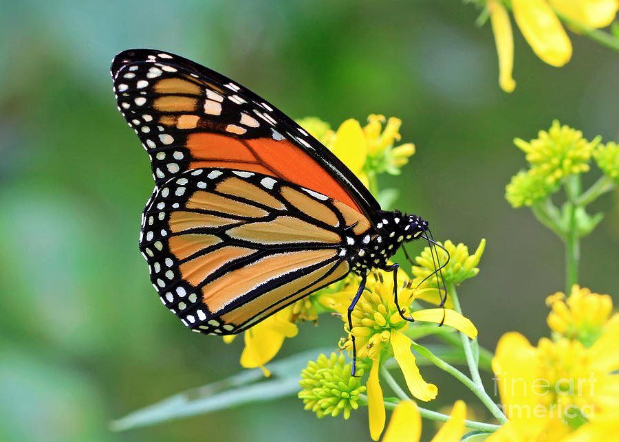 Meadow Monarch Photograph by Geoff Crego