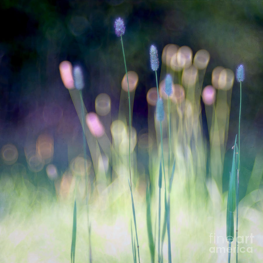 Nature Photograph - Meadow music by Uma Wirth Photography by Ulli Hoertenhuber
