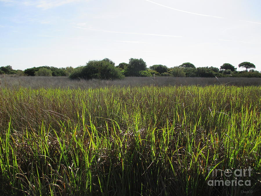 Meadow near El Puerto de Santa Maria #2 Photograph by Chani Demuijlder