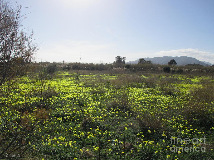 Meadow near Malaga Photograph by Chani Demuijlder