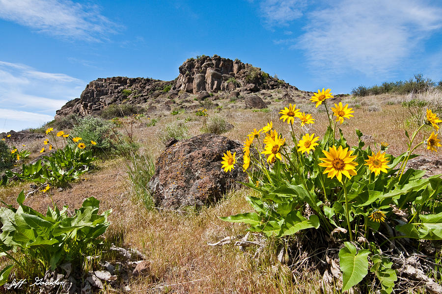 Nature Photograph - Meadow of Arrowleaf Balsamroot by Jeff Goulden