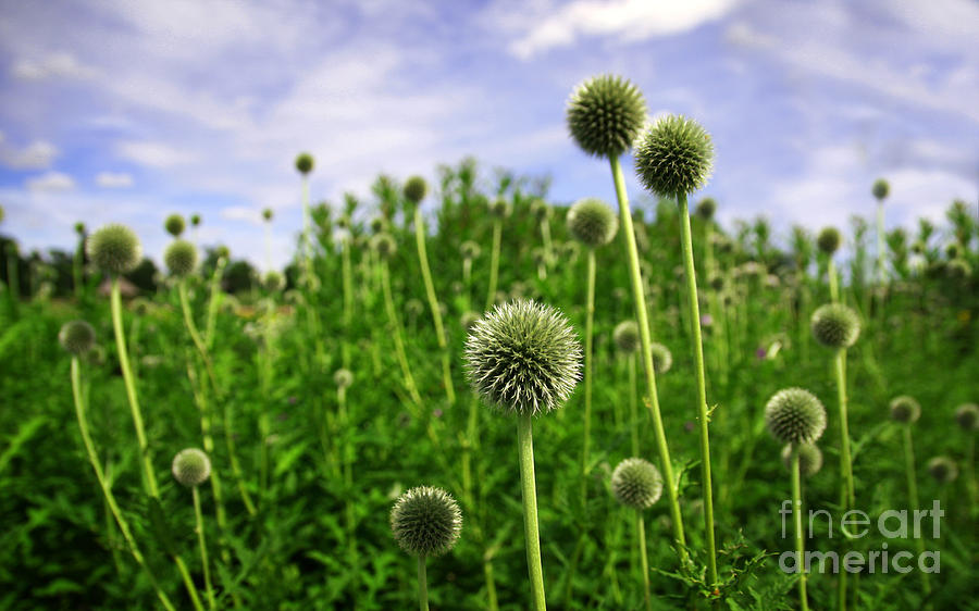 Wildflowers Photograph - Meadow Of Bubbles by Jolanta Meskauskiene