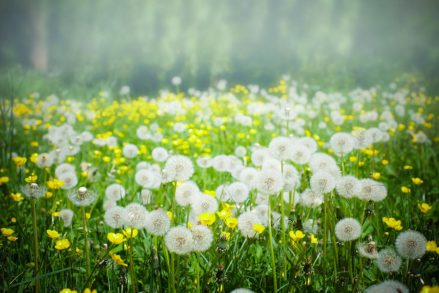 Nature Photograph - Meadow of Dandelions and Buttercups by Nila Newsom