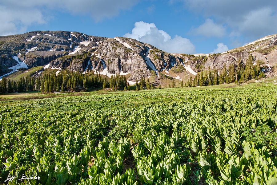 Meadow of False Hellebore at Ice Lakes Basin Photograph by Jeff Goulden