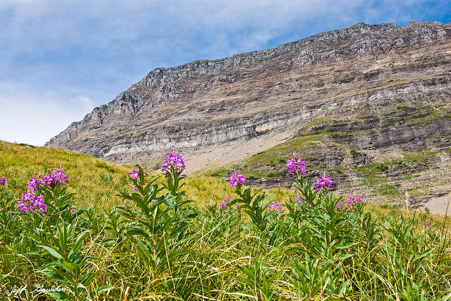 Meadow of Fireweed Below the Continental Divide Photograph by Jeff Goulden