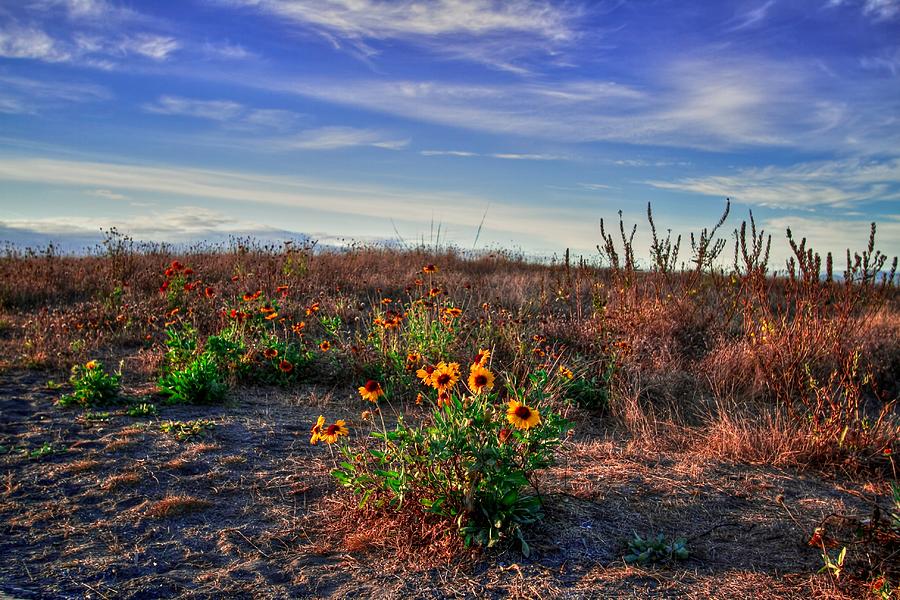 Meadow Of Wild Flowers Photograph by Eti Reid