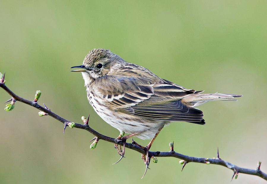 Meadow Pipit Photograph by John Devries/science Photo Library