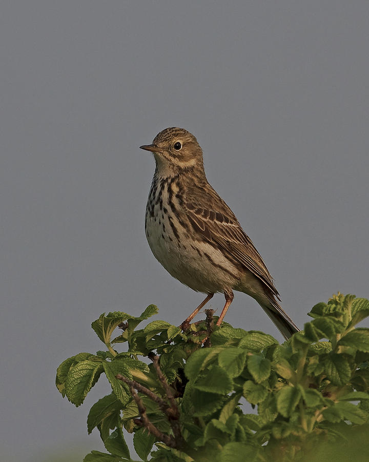 Meadow Pipit Photograph by Paul Scoullar