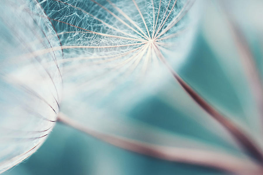 Meadow Salsify Abstract Dreamlike Photograph by M3ss