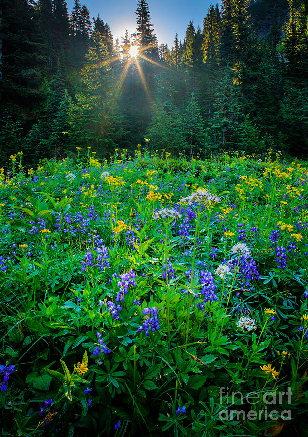 Meadow Sunburst Photograph by Inge Johnsson