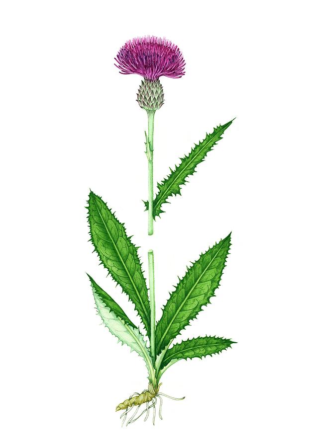 Wildlife Photograph - Meadow Thistle (cirsium Dissectum) In Flower by Lizzie Harper/science Photo Library