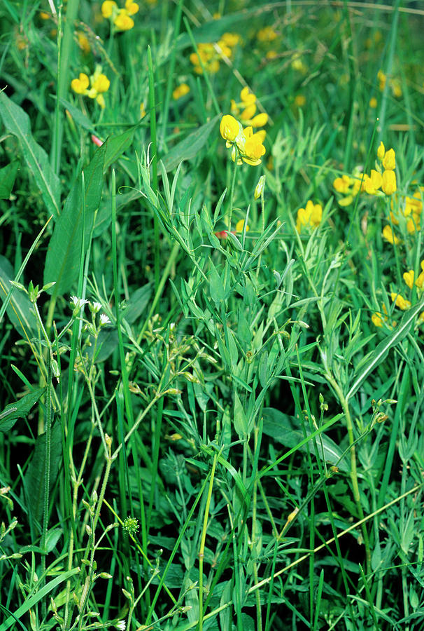 Meadow Vetchling (lathyrus Pratensis) Photograph by Bruno Petriglia/science Photo Library