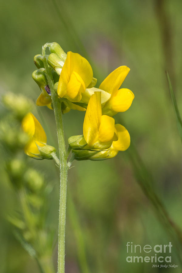Meadow Vetchling Yellow Flower Photograph by Jivko Nakev